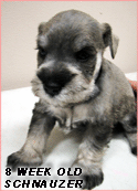 Schnauzer-Puppy