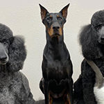 pensacola dog grooming