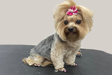 yorkie-grooming