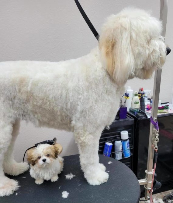 Pensacola Dog Grooming & Bathing ShamPoochies