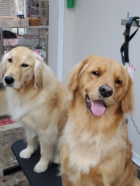 Pensacola Dog Grooming & Bathing ShamPoochies