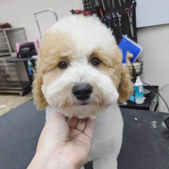 Pensacola Dog Grooming & Bathing ShamPoochies