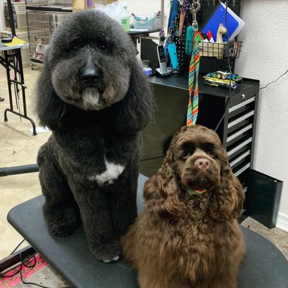 Pensacola Dog Grooming & Bathing ShamPoochies